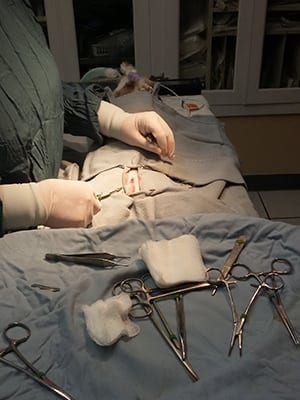Dog and Cat Surgery in Oklahoma City, OK