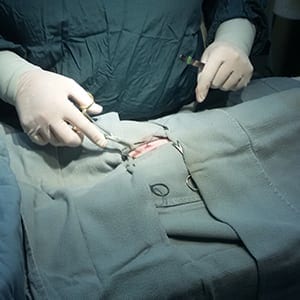 Veterinarian performing a surgery