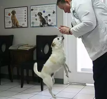 a dog doing a trick for a veterinarian