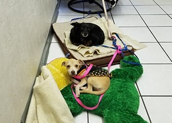two dogs in the animal hospital laying on towels