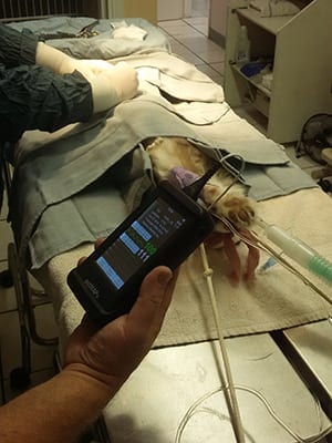 Veterinarian performing a dog neuter surgery