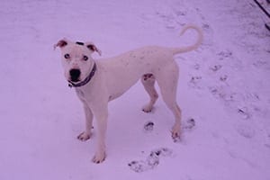 Pet Boarding in Oklahoma City