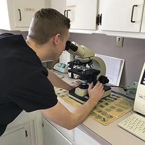a vet team member looking into a microscope