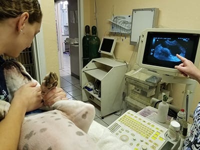 Veterinarian holding a dog during ultrasound