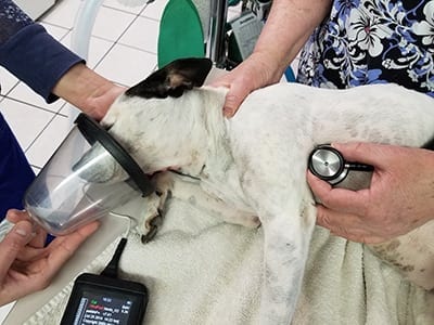 a vet treating a dog needing emergency care